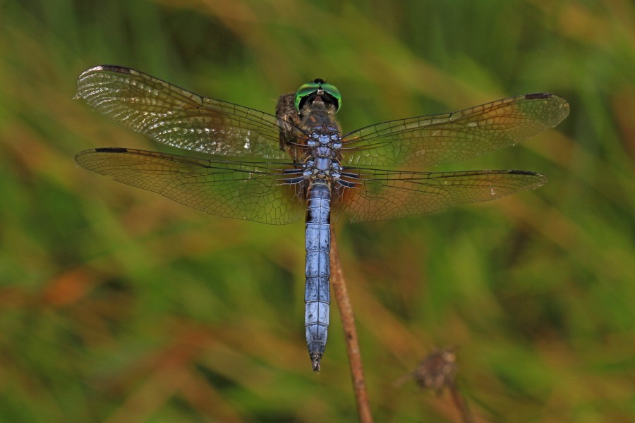 Blue Dasher - Pachydiplax longipennis, Meadowood Farm SRMA, Mason Neck, Virginia - 14762735982