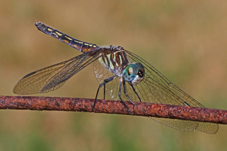Blue Dasher (female) - Pachydiplax longipennis, Meadowood Farm SRMA, Mason Neck, Virginia - 7646798788