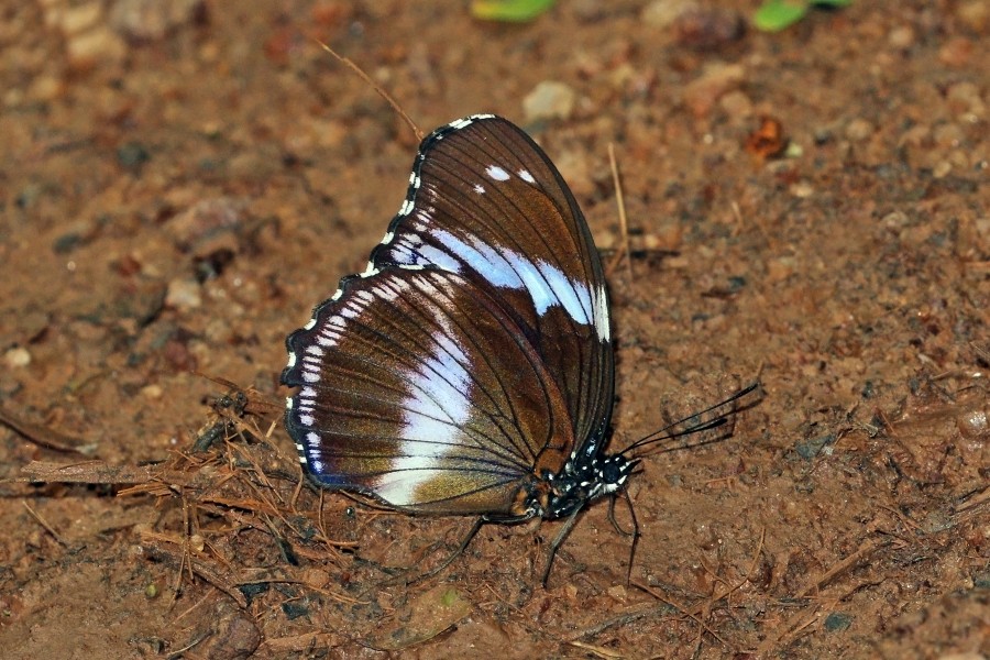 Blue diadem (Hypolimnas salmacis salmacis) male underside