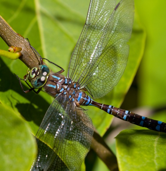 Blue Dragonfly 2 (7974348643)