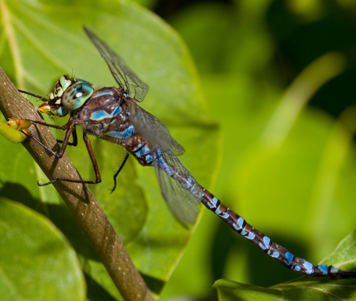 Blue Dragonfly 3 (7974369693)