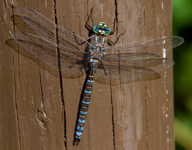 Blue Dragonfly 4 (7974375536)