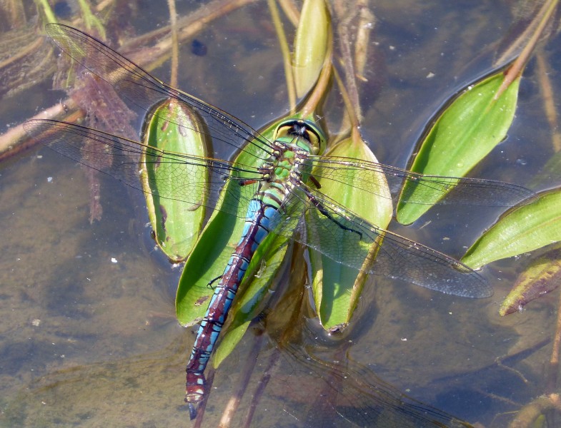 Blue Emperor. Laying Female.Anax Imperator - Flickr - gailhampshire