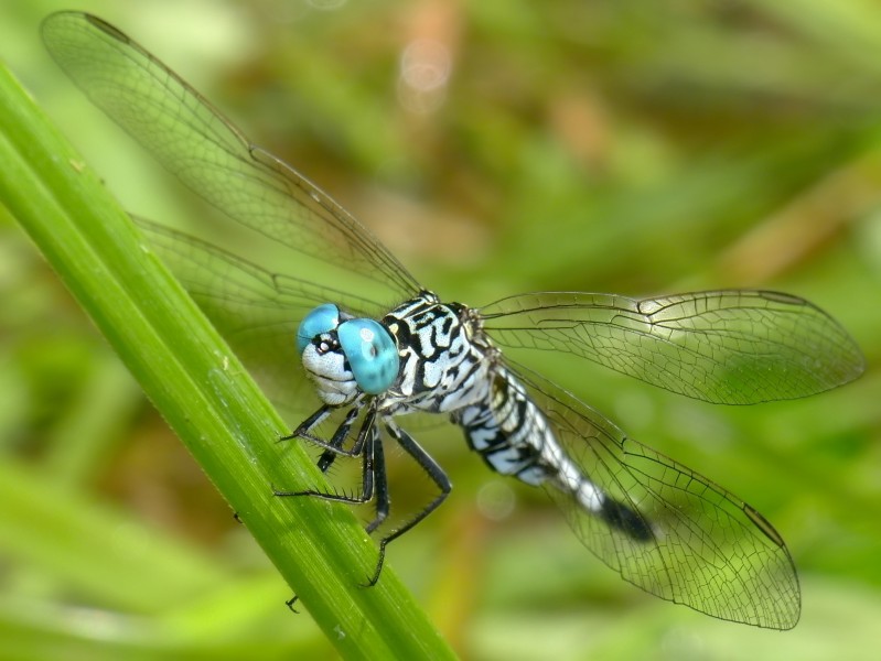 Blue Eye (6087005059)