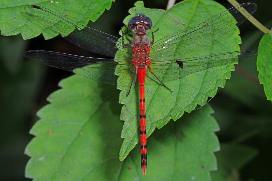 Blue-faced Meadowhawk - Sympetrum ambiguum, Colchester Park, Mason Neck, Virginia - 30153713955