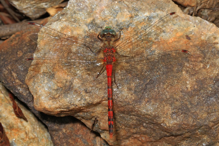 Blue-faced Meadowhawk - Sympetrum ambiguum, Colchester Park, Mason Neck, Virginia - 30239660924