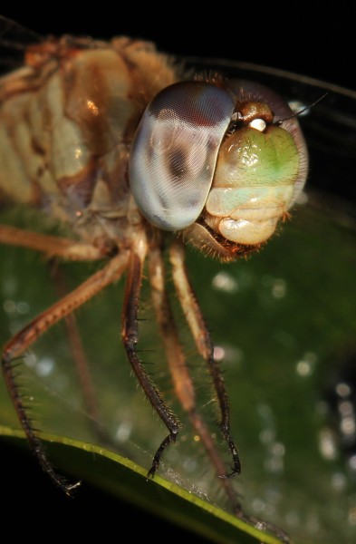 Blue-faced Meadowhawk - Sympetrum ambiguum, Julie Metz Wetlands, Woodbridge, Virginia - 15082199425