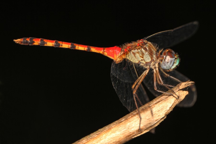Blue-faced Meadowhawk - Sympetrum ambiguum, Julie Metz Wetlands, Woodbridge, Virginia - 9535079240