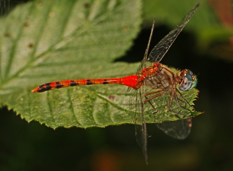 Blue-faced Meadowhawk - Sympetrum ambiguum, Julie Metz Wetlands, Woodbridge, Virginia - 9692963819