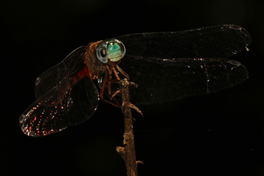 Blue-faced Meadowhawk - Sympetrum ambiguum, Julie Metz Wetlands, Woodbridge, Virginia - 9695420631
