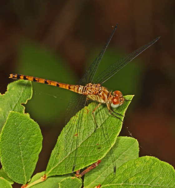 Blue-faced Meadowhawk (immature male) - Sympetrum ambiguum, Julie Metz Wetlands, Woodbridge, Virginia - 8926773217