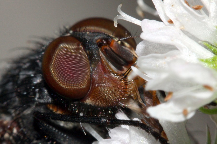 Blue Fly (2817282852)