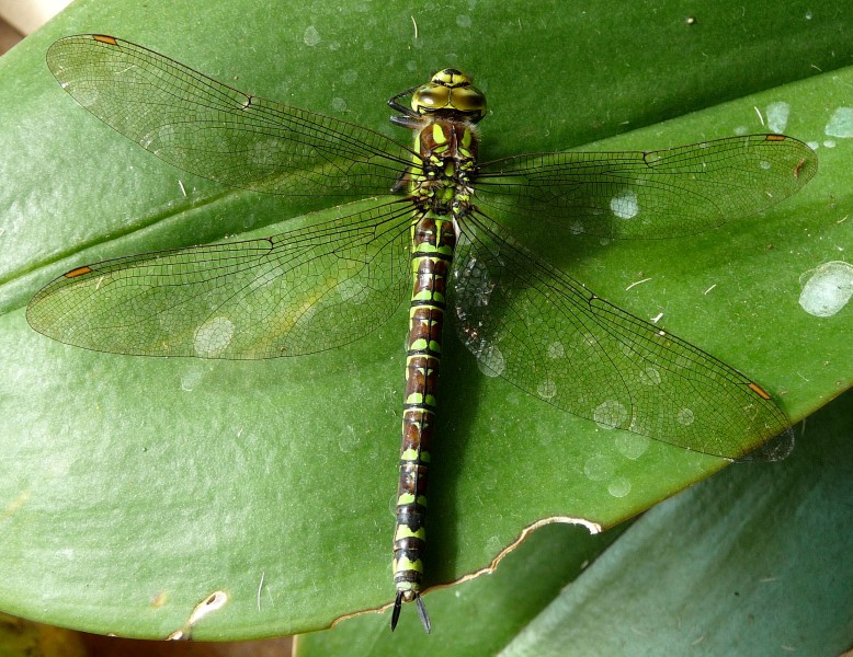 Blue Hawker. Female. Aeshna cyanea. - Flickr - gailhampshire