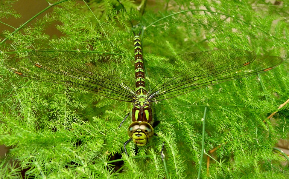 Blue Hawker. Female. Aeshna cyanea - Flickr - gailhampshire