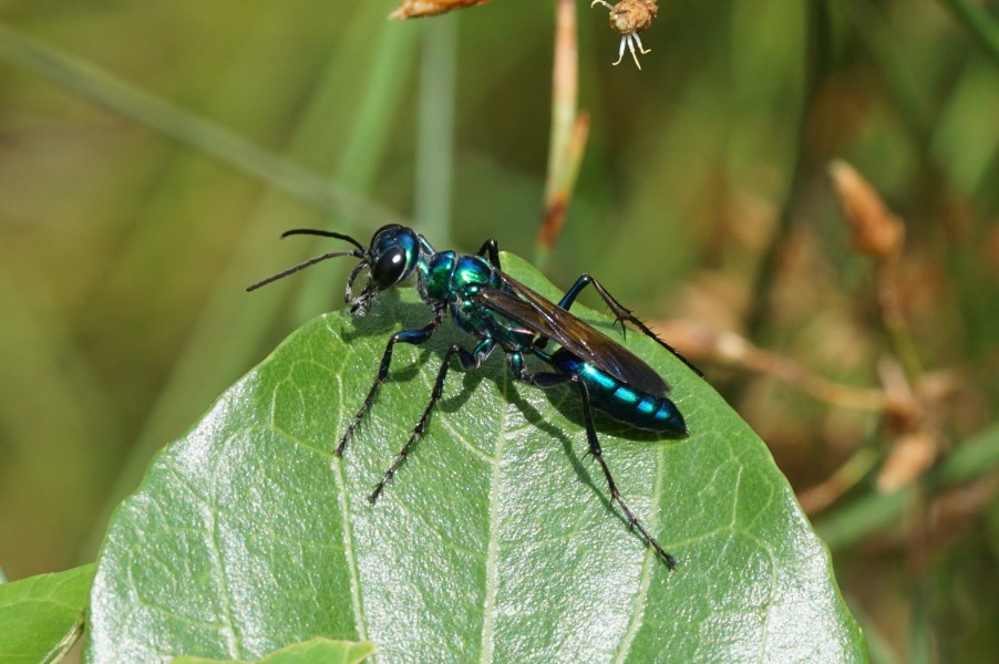 Blue metallic wasp 06023