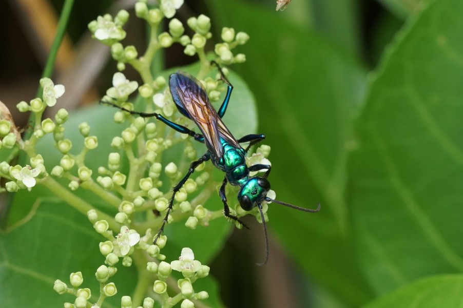Blue metallic wasp 06042