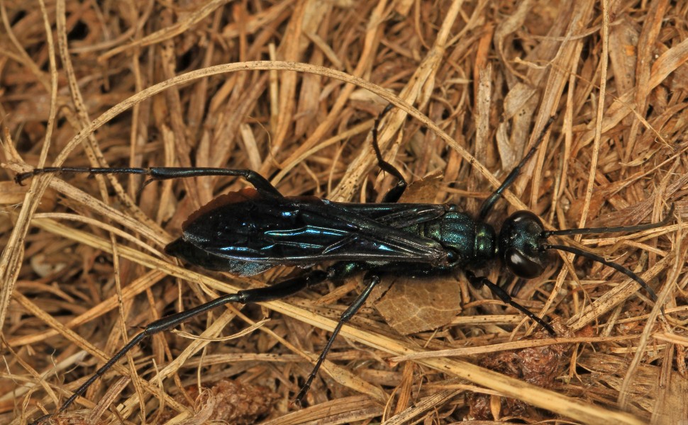 Blue Mud Wasp - Chalybion californicum, Big Cypress National Preserve, Ochopee, Florida
