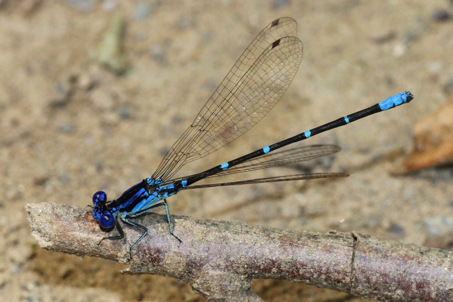 Blue-ringed Dancer - Argia sedula, C F Phelps Wildlife Management Area, Kelly's Ford, Virginia