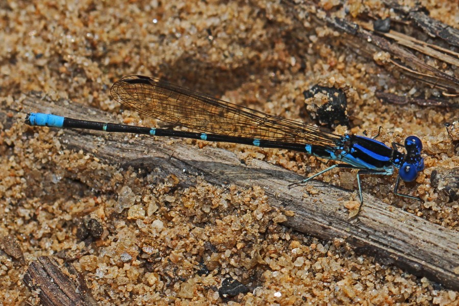 Blue-ringed Dancer - Argia sedula, Ocmulgee boat ramp, Juliette, Georgia