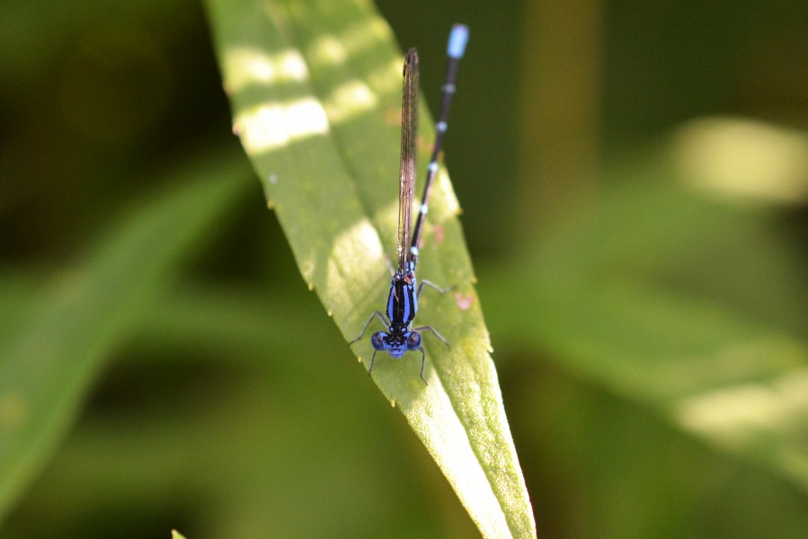 Blue-ringed Dancer (Argia sedula) (14849988036)