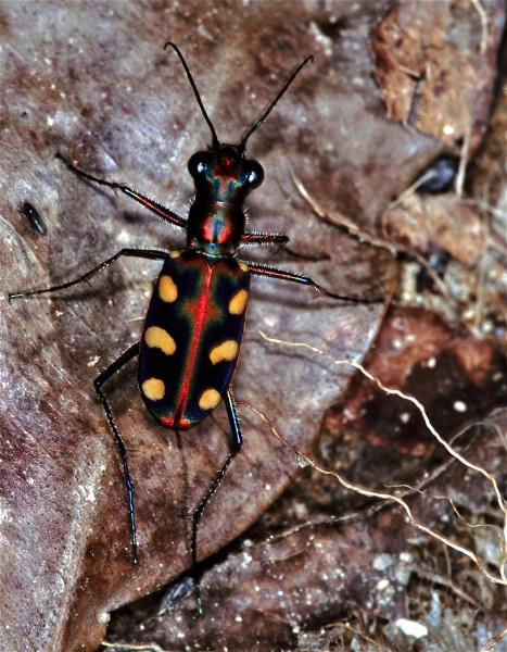 Blue-spotted Tiger Beetle (Cosmodela aurulenta) (7787060212)