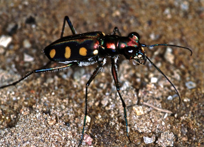 Blue-spotted Tiger Beetle Cosmodela aurulenta (7787117586)