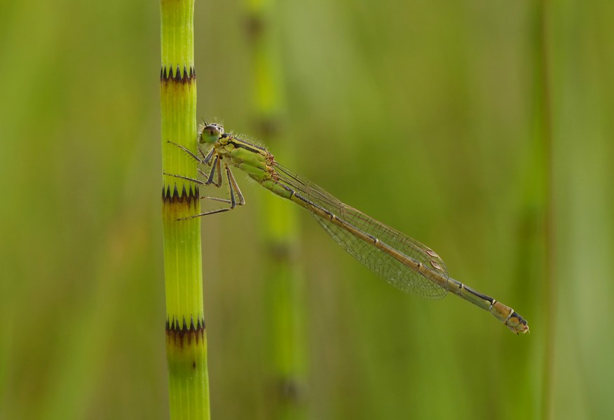 Blue-tailed damselfly (Ischnura elegans), Pen-er-Malo, Guidel, Brittany, France (19838905635)