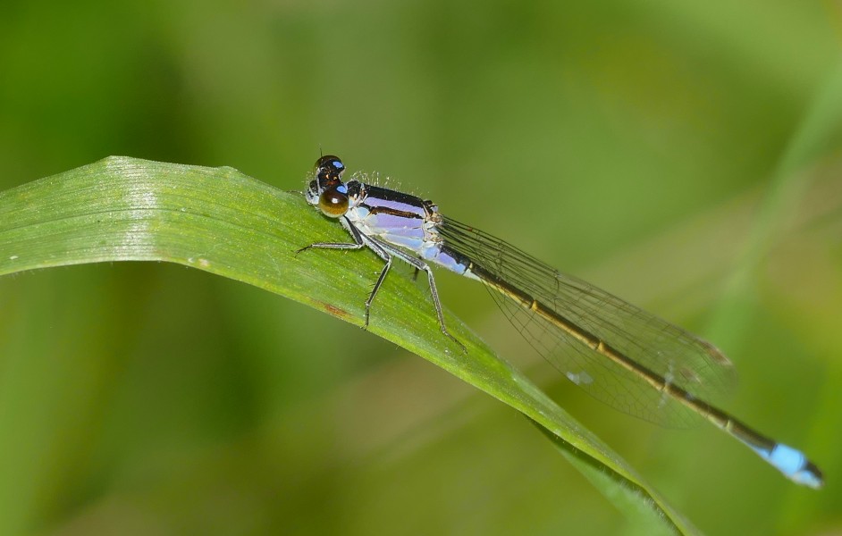 Blue-tailed Damselfly (Ischnura elegans) immature female (42805139102)