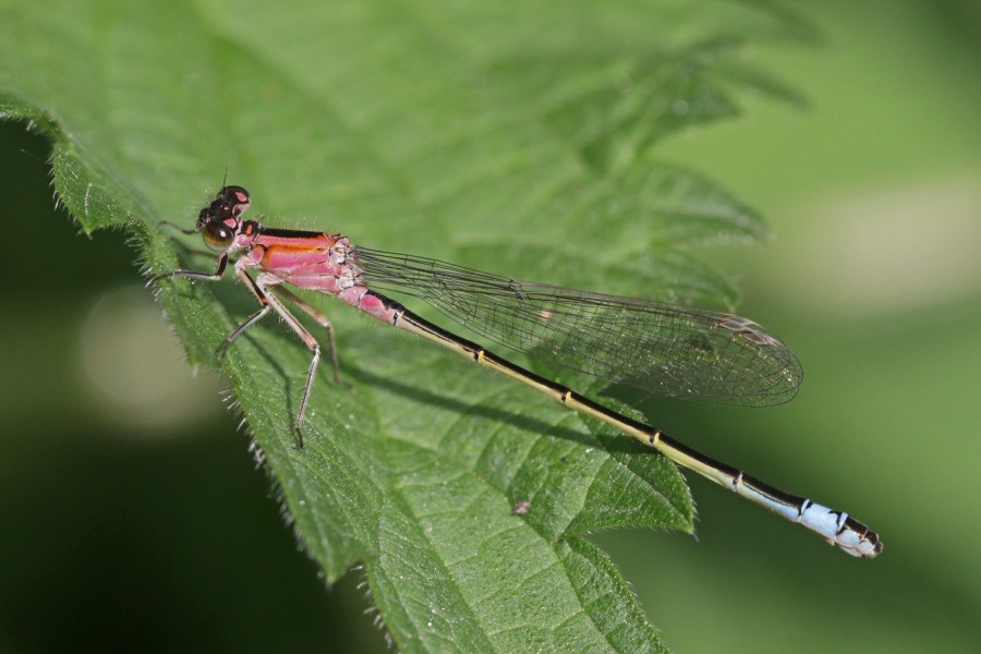 Blue-tailed damselfly (Ischnura elegans) immature female rufescens