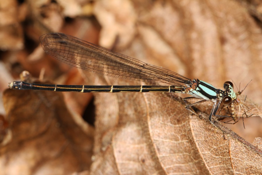 Blue-tipped Dancer - Argia tibialis, Chubb Sandhill Natural Area Preserve, Sussex County, Virginia