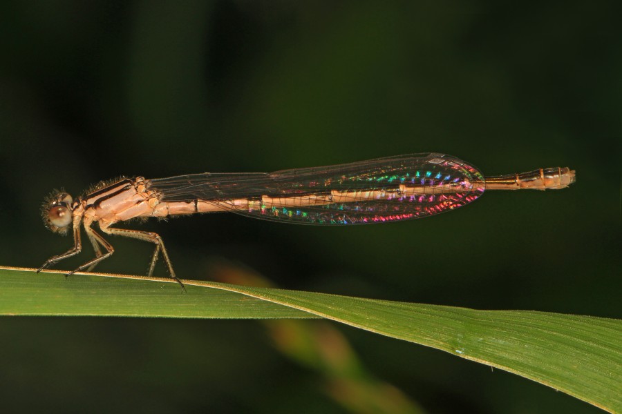 Bluet species, Occoquan Bay National Wildlife Refuge, Woodbridge, Virginia - 26669167474