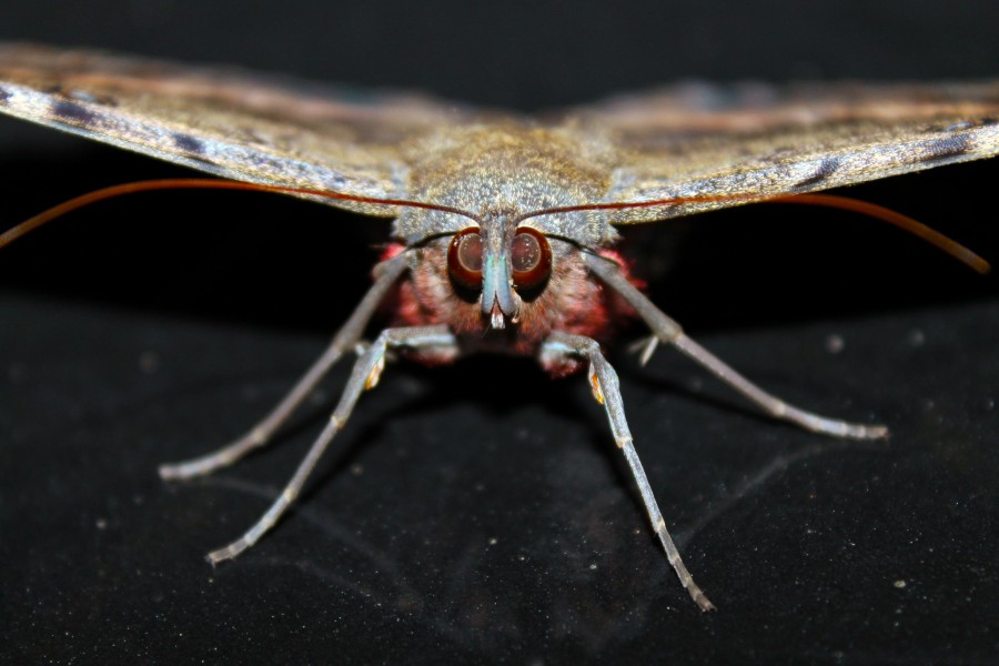 Boa notícia! A Visita de uma mariposa noturna