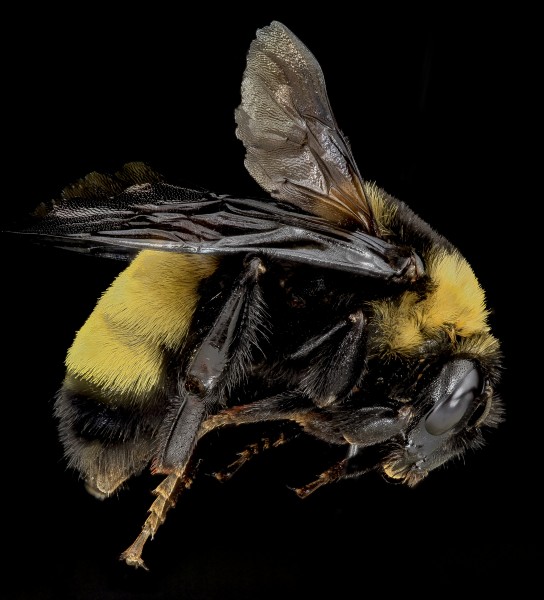 Bombus auricomas, F, Side, Baltimore, MD 2013-06-20-17.33.32 ZS PMax (9101263460)