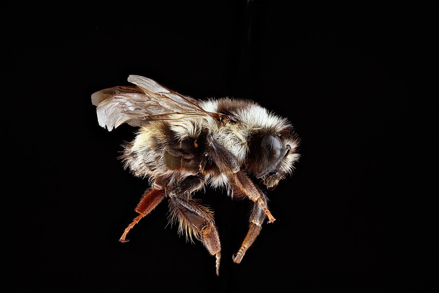 Bombus bifarius