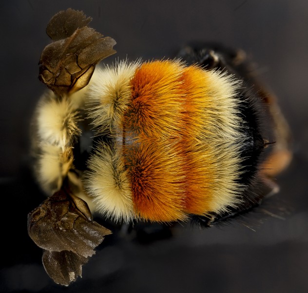 Bombus huntii, M, back2, Pennington County, South Dakota 2012-11-15-16.42.02 ZS PMax (8209118995)