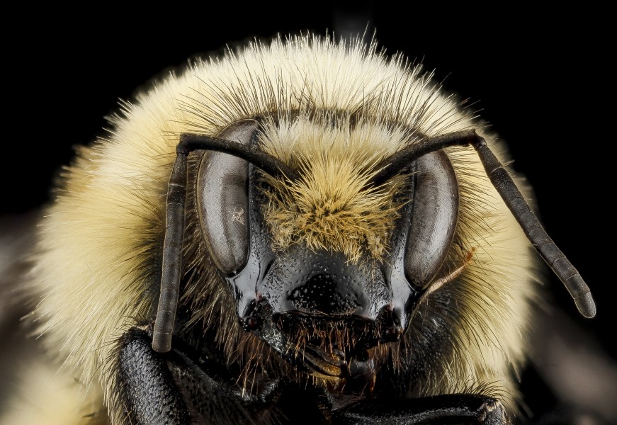 Bombus huntii, M, face, Pennington County, SD 2012-11-14-15.34.51 ZS PMax (8254458019)