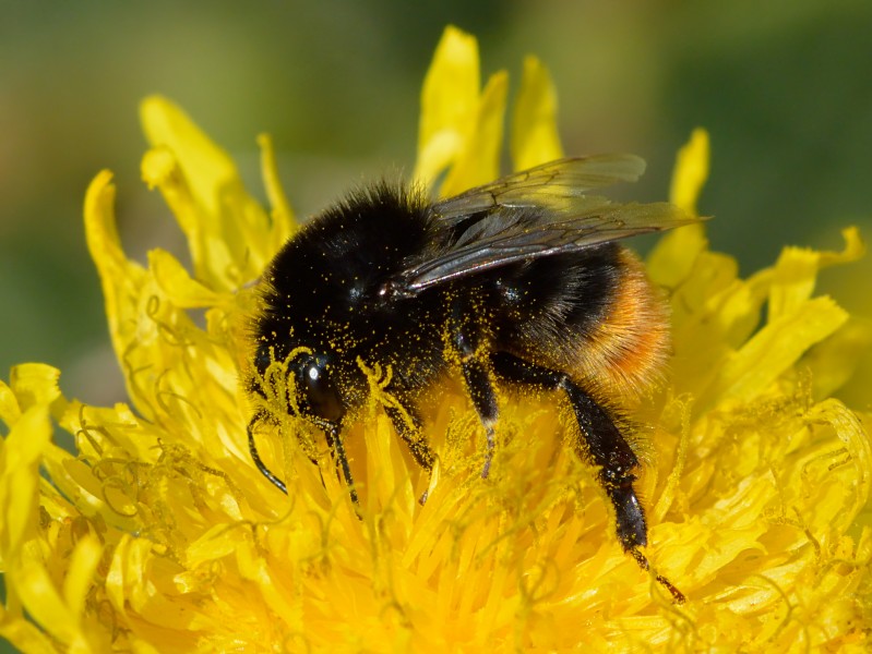 Bombus lapidarius - Sonchus asper - Keila