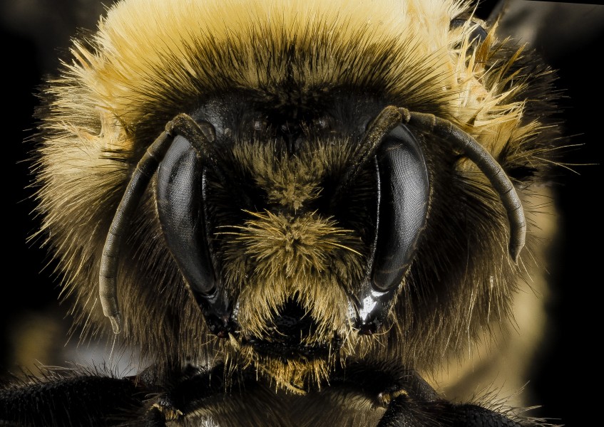 Bombus occidentalis, F, Face, Utah Co., Utah 2014-01-10-15.22.23 ZS PMax (12250840435)