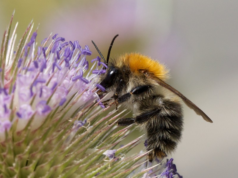Bombus pascuorum Zurich lateral