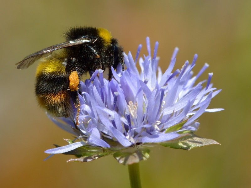 Bombus soroeensis - Jasione montana - Tallinn