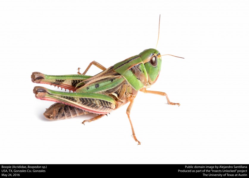 Boopie (Acrididae, Boopedon sp.) (30098923915)