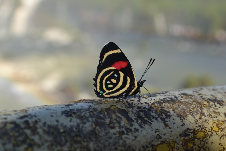 Borboleta-Foz do Iguaçu-Paraná