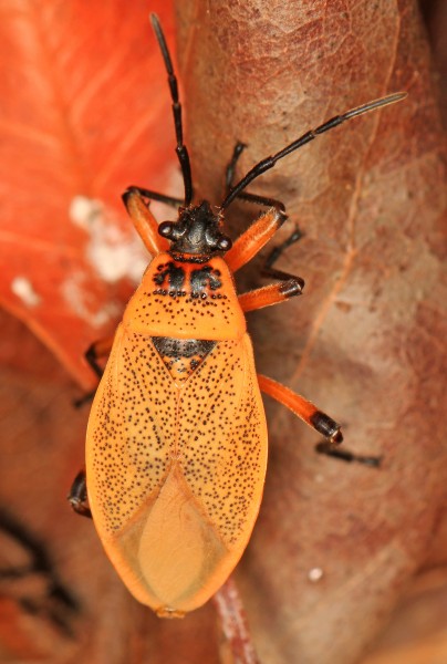 Bordered Plant Bug - Largus davisi, Dagny Johnson State Park, Key Largo, Florida