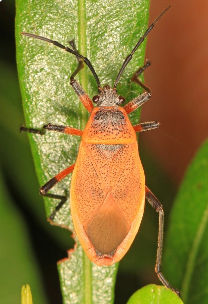 Bordered Plant Bug - Largus davisi, Long Pine Key, Everglades National Park, Homestead, Florida