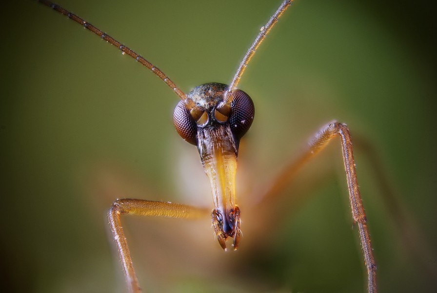 Boreus hyemalis male head