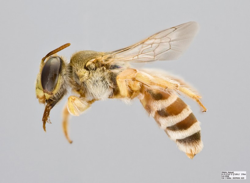 Borgatomelissa sp Female