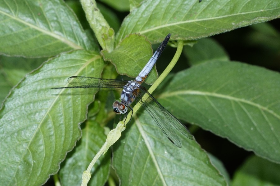 Brachydiplax chalybea 0818