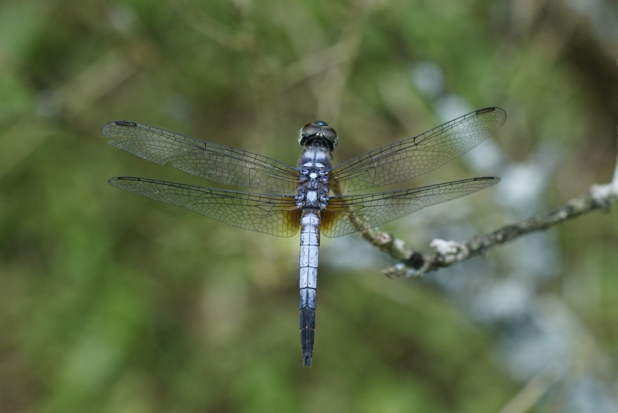 Brachydiplax chalybea 9394