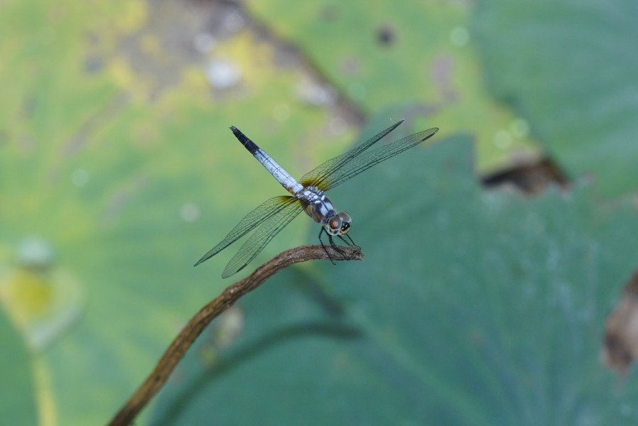 Brachydiplax chalybea 9493