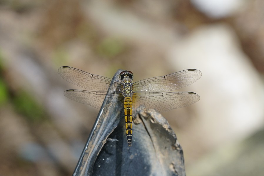 Brachydiplax chalybea female 6783